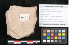 Foto (Objekt + Etikett) von Taxodium distichum miocenicum Heer (NHMW-GEO-2024-0188-6401)